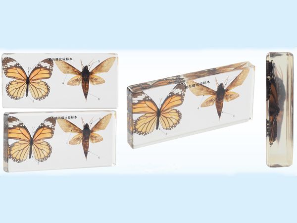 蛾與蝶比較標(biāo)本
