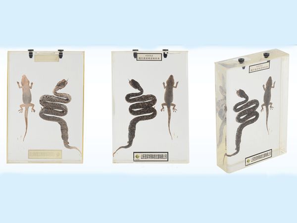 爬行類動(dòng)物浸制標(biāo)本
