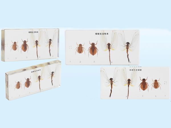蜻蜓動(dòng)物標(biāo)本