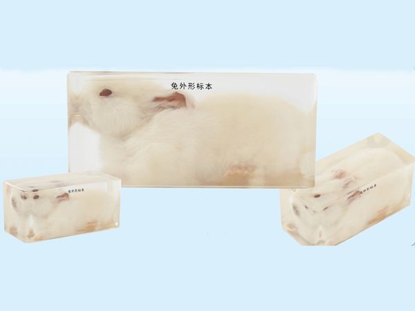 兔外形標(biāo)本
