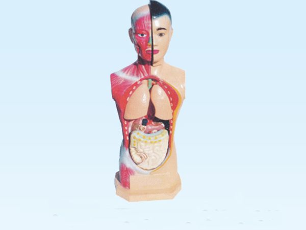 頭、頸、軀干型