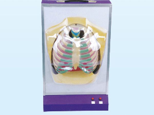 人體呼吸運(yùn)動模型