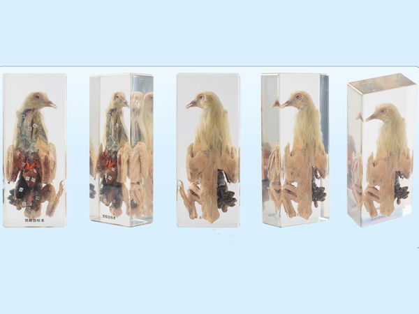 鴿解刨標(biāo)本