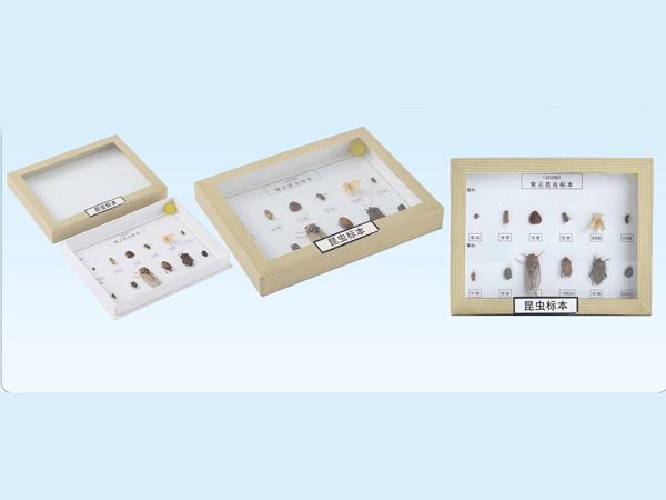 昆蟲標(biāo)本