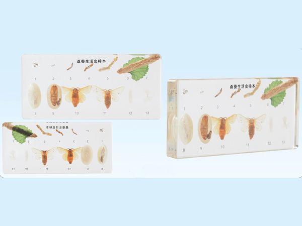 桑蠶生活史標(biāo)本