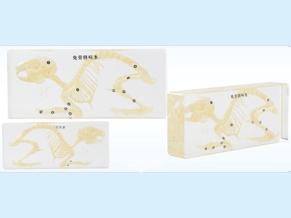 兔骨骼標(biāo)本