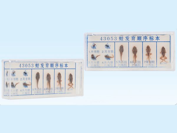 蛙發(fā)育順序標(biāo)本