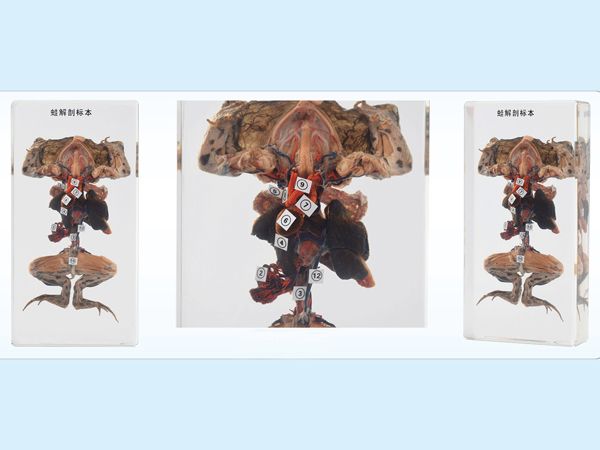 蛙解刨標(biāo)本