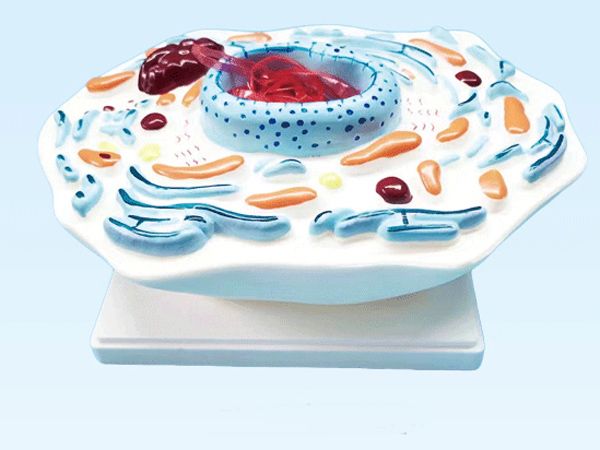 動(dòng)物細(xì)胞模型