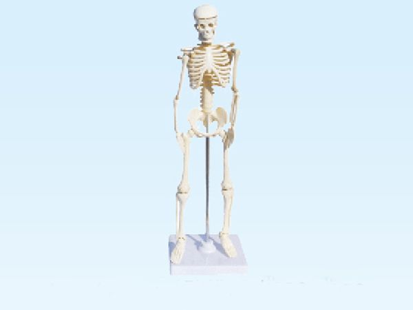人體骨骼模型(850mm)